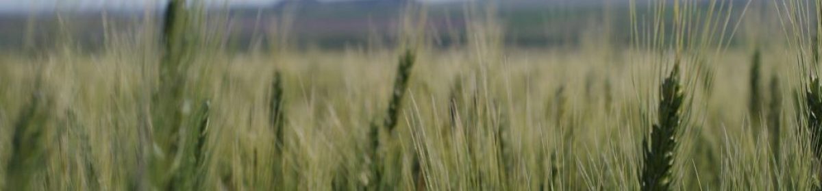 Le Sabot Magique Poney Club